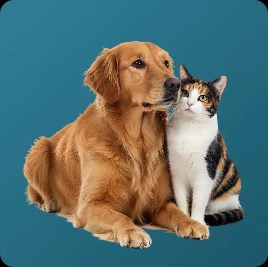 Cachorro e gato — Convênio Pet