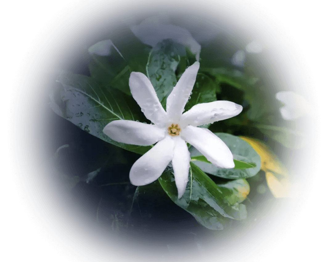 Flor